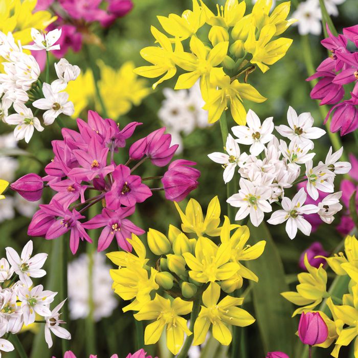 驚きの値段で Lights Northern Allium Veseys | Bulbs And Flowers - Blend 邦楽